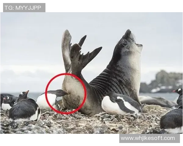 足球明星搞笑段子集锦让你捧腹大笑的幽默时刻